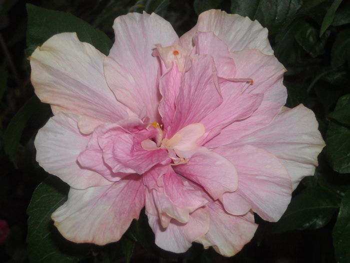 Dulce !!! - 0 Zambetul florilor