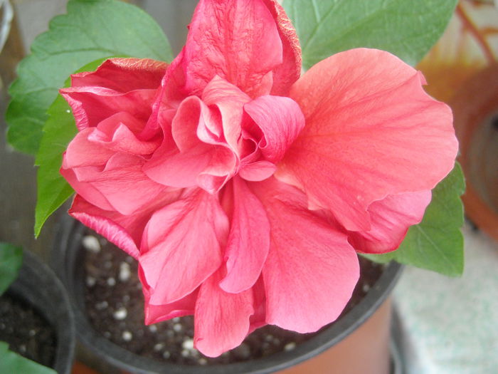 Piticul piticilor :) - 0 Zambetul florilor