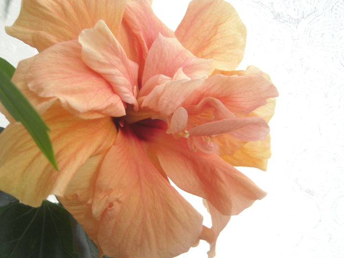 M - 0 Zambetul florilor