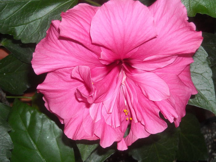 E - 0 Zambetul florilor