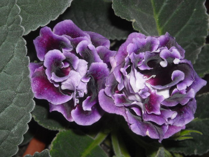 S - 0 Zambetul florilor