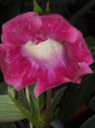 S - 0 Zambetul florilor