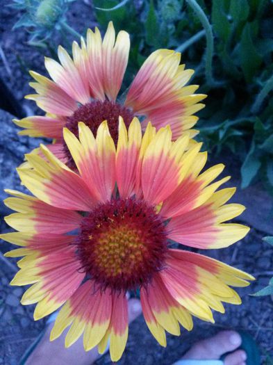 20140622_212550 - flori de gradina 2014