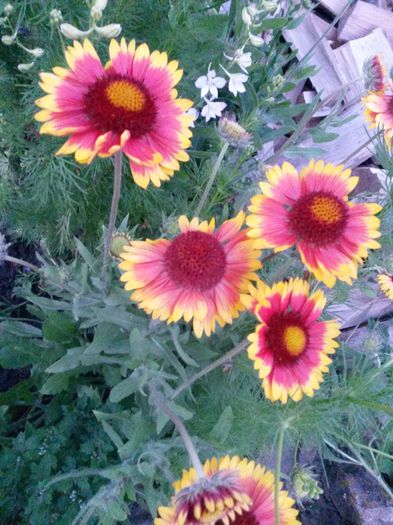 20140622_212709 - flori de gradina 2014