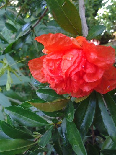 20140624_161119 - iunie 2014