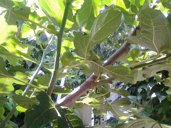 20140624_161158 - iunie 2014