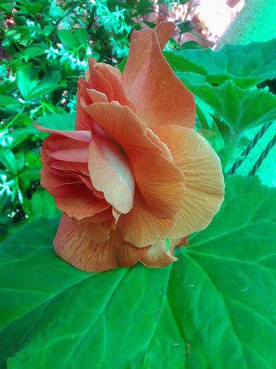 20140624_160511 - iunie 2014