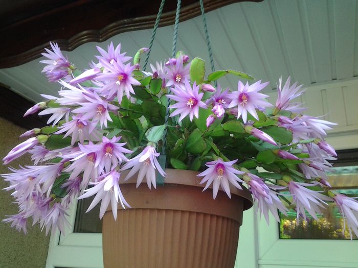 20140624_160415 - iunie 2014