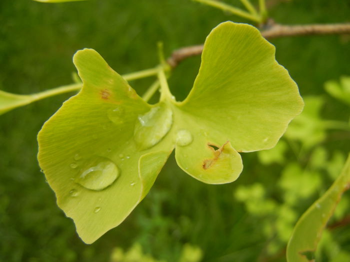 Gingko biloba (2014, May 16) - Gingko biloba