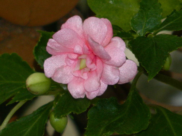 DSCN8725 - IUNIE_2_2014