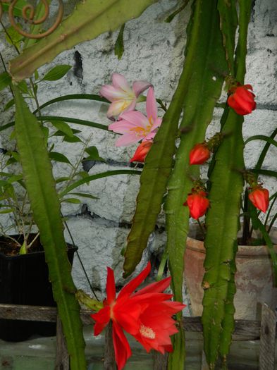 DSCN8726 - IUNIE_2_2014