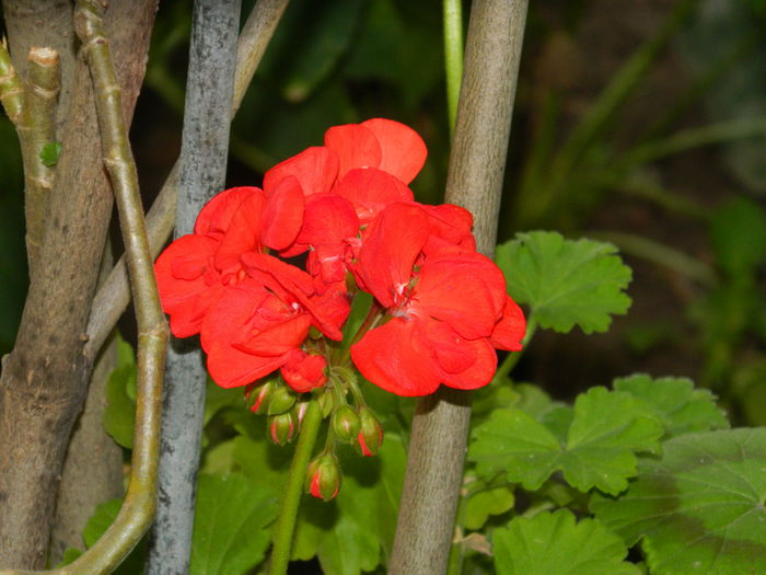 DSCN8728 - IUNIE_2_2014