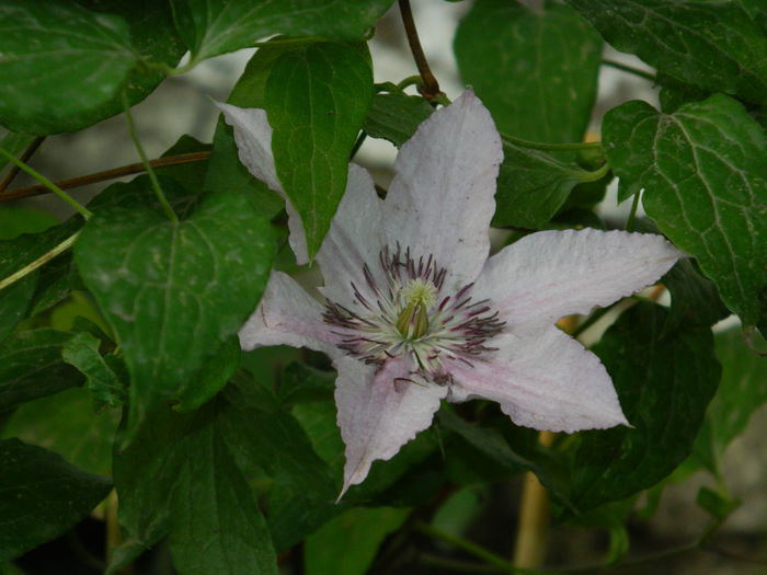 DSCN8732 - IUNIE_2_2014