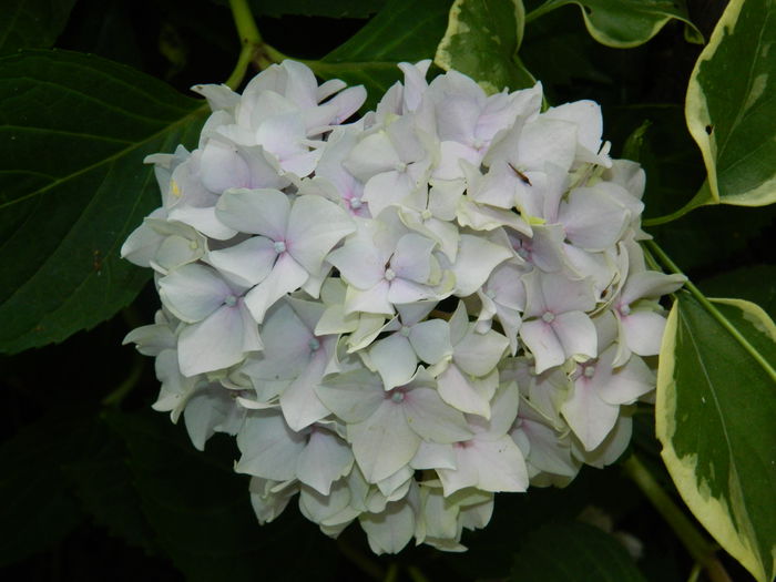 DSCN8734 - IUNIE_2_2014