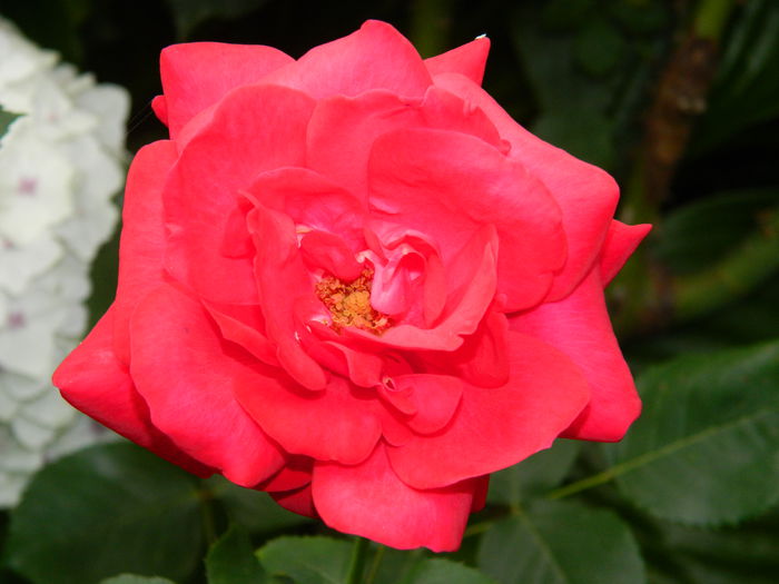 DSCN8738 - IUNIE_2_2014