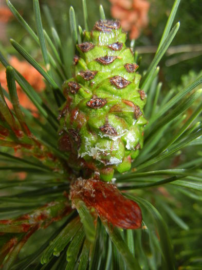 Pinus mugo Laurin (2014, May 16) - Pinus mugo Laurin