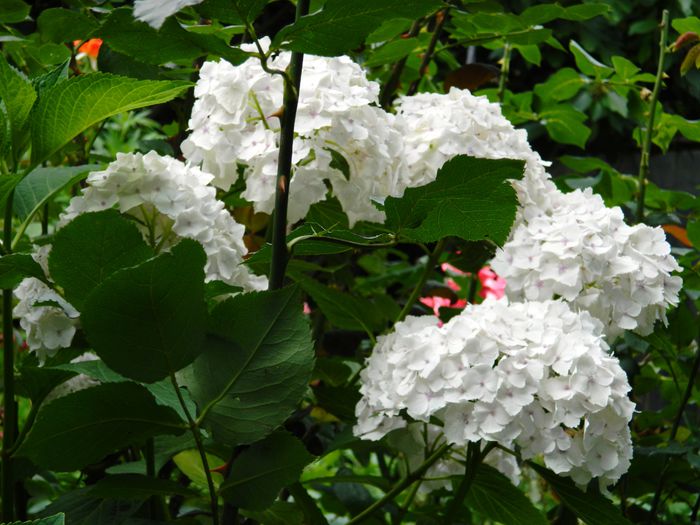 DSCN8739 - IUNIE_2_2014