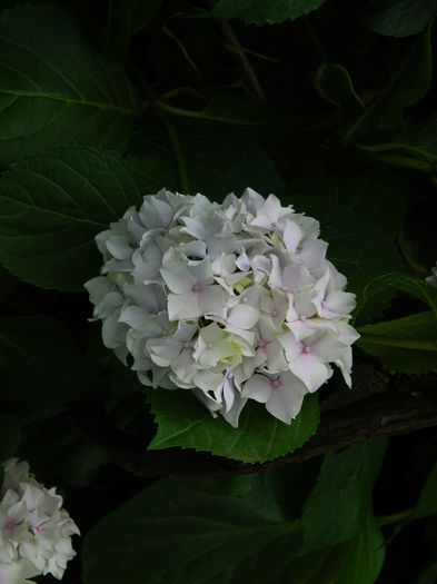 DSCN8754 - IUNIE_2_2014