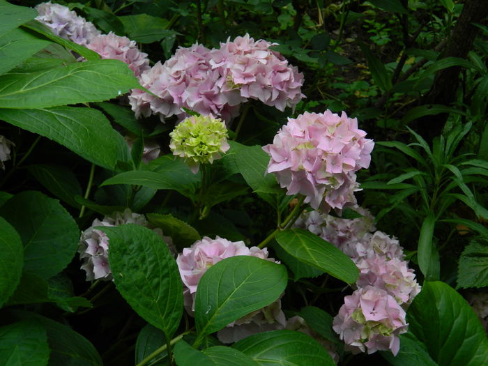 DSCN8760 - IUNIE_2_2014