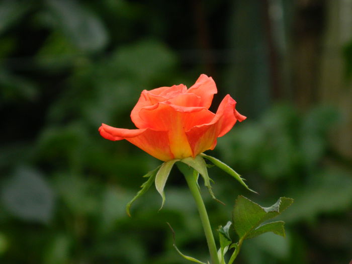 DSCN8765 - IUNIE_2_2014