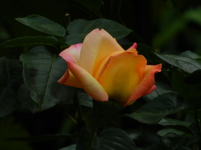 DSCN8768 - IUNIE_2_2014