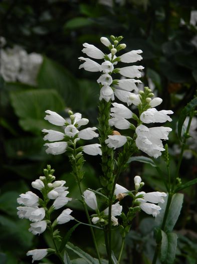 DSCN8769 Physostegia virginiana - IUNIE_2_2014