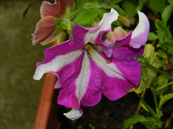 DSCN8771 - IUNIE_2_2014