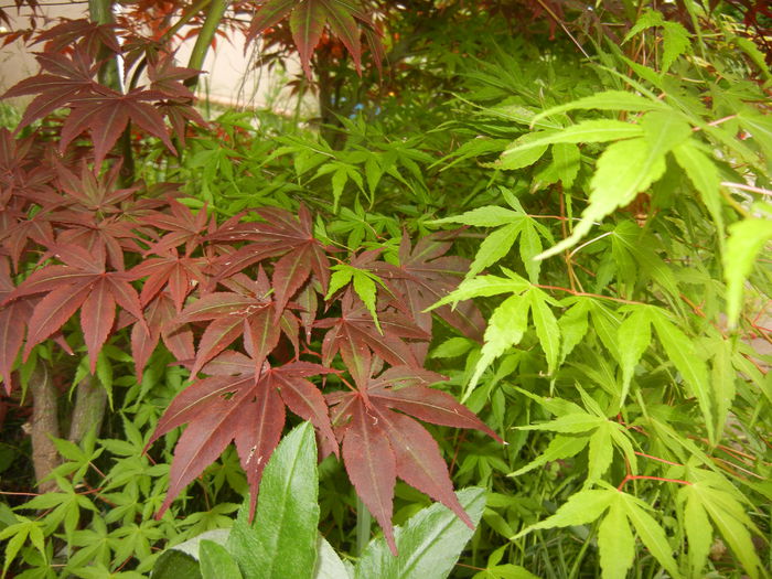 Acer Bloodgood & Katsura (2014, May 16) - Acer palmatum_Japanese Maples