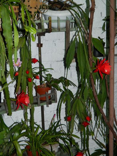 DSCN8788 - IUNIE_2_2014