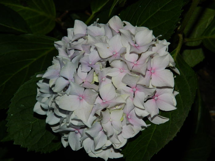 DSCN8804 - IUNIE_2_2014