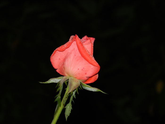 DSCN8813 - IUNIE_2_2014