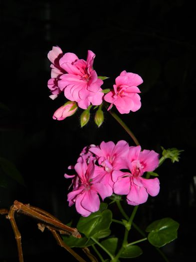 DSCN8816 - IUNIE_2_2014