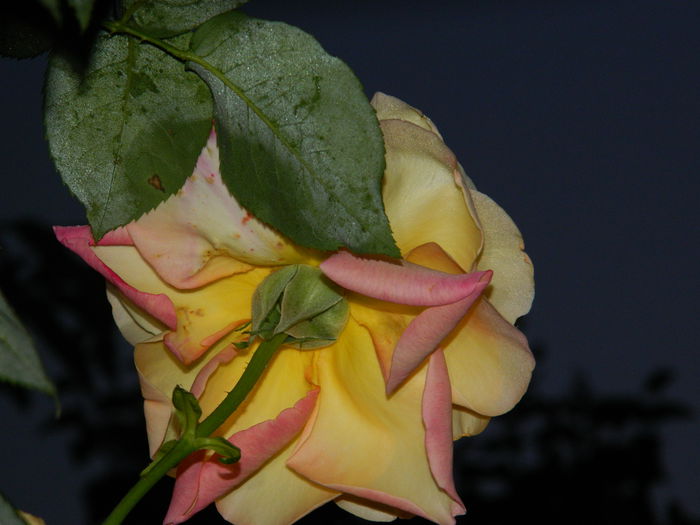 DSCN8825 - IUNIE_2_2014