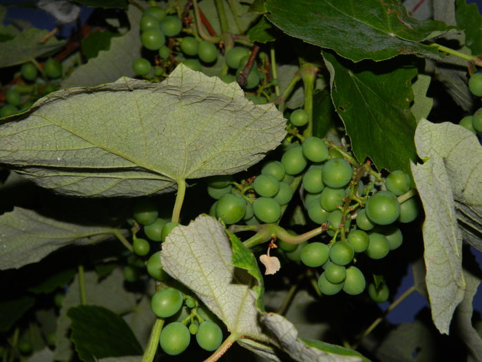 DSCN8827 - IUNIE_2_2014