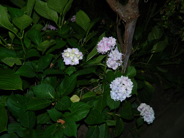 DSCN8828 hortensia - IUNIE_2_2014