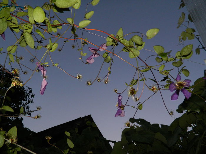 DSCN8829 clematita - IUNIE_2_2014