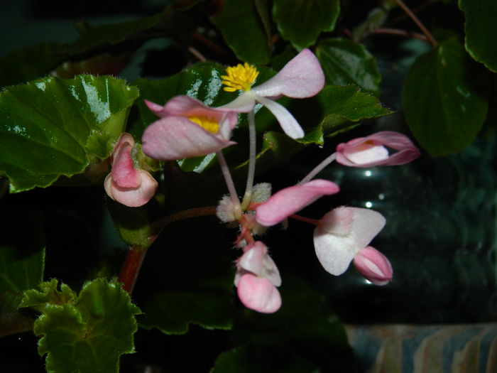 DSCN8849 begonia