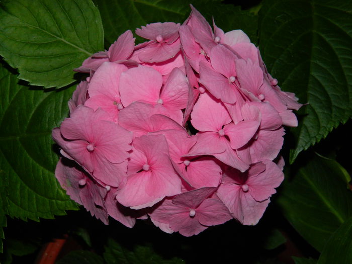 DSCN8864 - IUNIE_2_2014