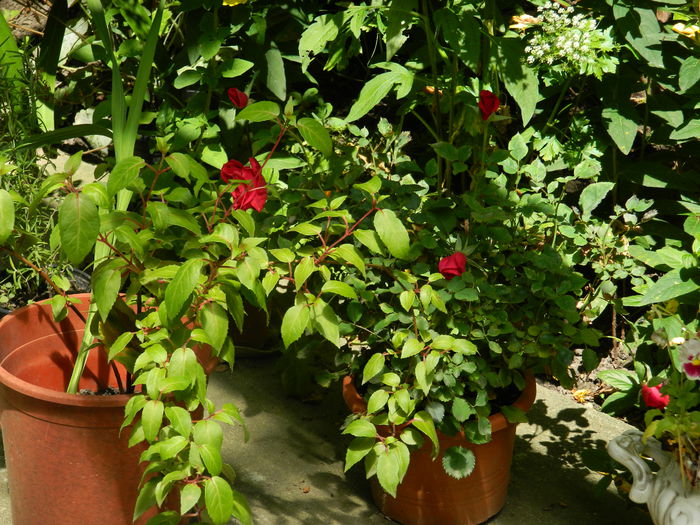 DSCN8886 - IUNIE_2_2014