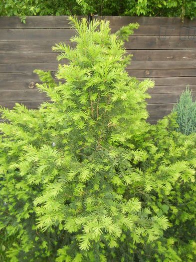 Picea abies (2014, May 16)