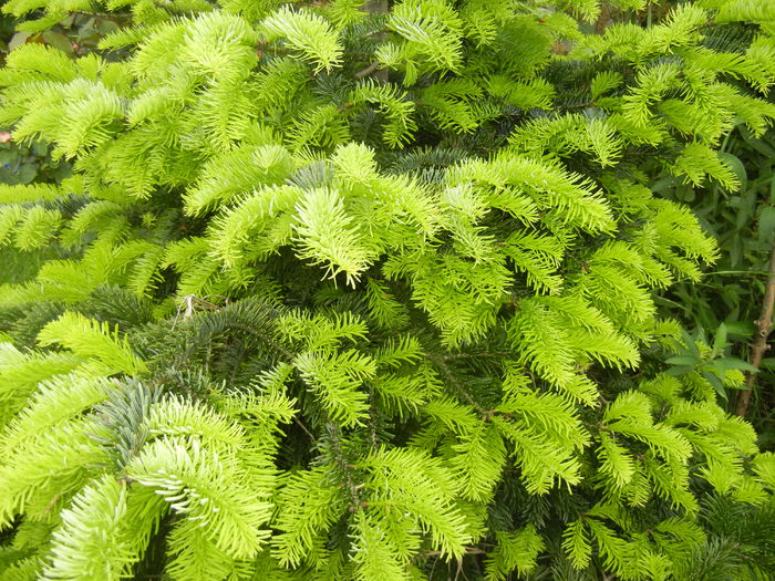 Picea abies (2014, May 16) - Picea abies 2008