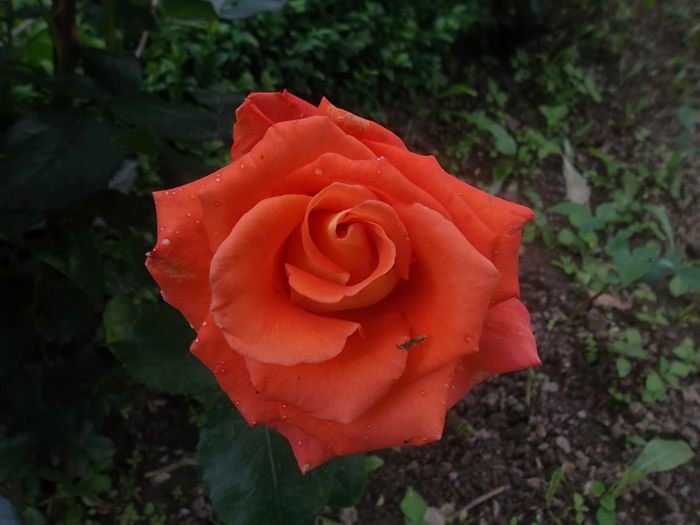 monica - trandafiri tantau