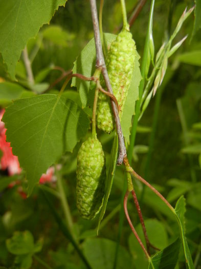 Betula pendula Youngii (2014, May 16) - Betula pendula Youngii