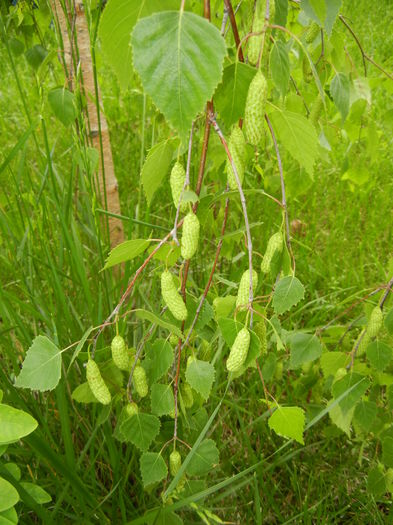 Betula pendula Youngii (2014, May 16)