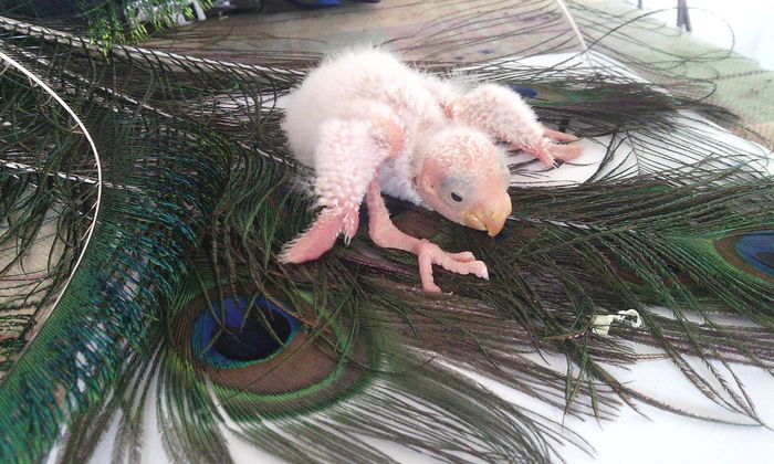 pui kakariki - PAPAGALI KAKARIKI