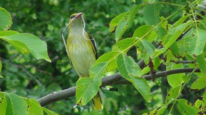 a adus si ceva in cioc