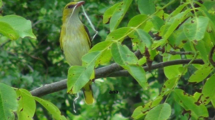 asteapta prudent sa se apuce de treaba