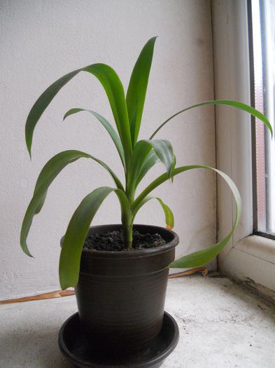 Yucca - 16--Plante