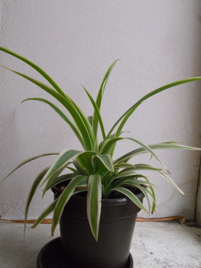Chlorophytum Comosum - 16--Plante