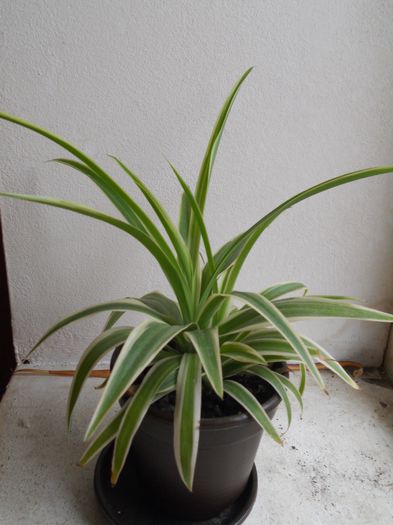 Chlorophytum Comosum - 16--Plante